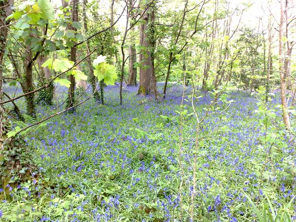 Beautiful bluebells at Tehidy #Cornwall 2015